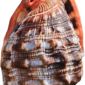 Conchas marinas gigantes naturales para decoración