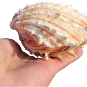 Conchas marinas naturales grandes (10-13 cm) para decoración
