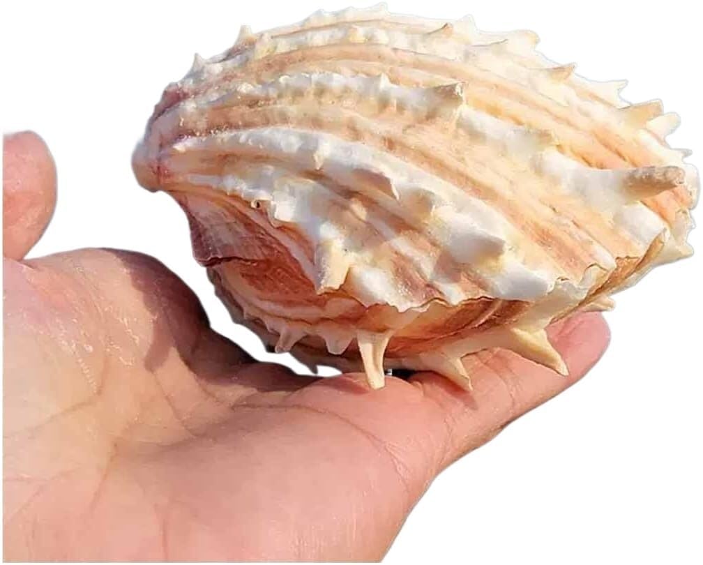 Conchas marinas naturales grandes (10-13 cm) para decoración