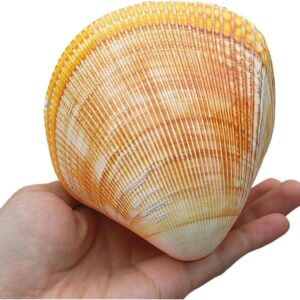 Conchas marinas naturales grandes (11-12 cm) - Decoración única