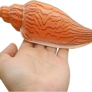 Conchas Marinas Naturales Grandes 15-16 cm | YOUYIMEI