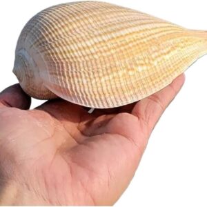Conchas marinas naturales grandes 13-14 cm para decoración