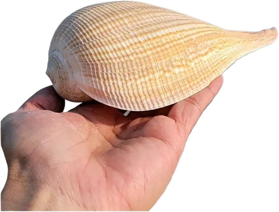 Conchas marinas naturales grandes 13-14 cm para decoración