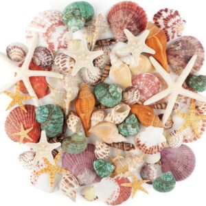 Conchas marinas mixtas Jangostor para decoración y manualidades