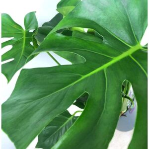 Monstera Deliciosa M21 - Planta de Interior 65 cm