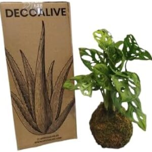 Kokedama Mini Costilla de Adán (Monstera) – DECOALIVE