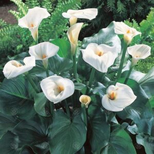Bulbos de Cala Blanca (2 uds. Zantedeschia)