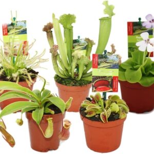 Set Inicio Plantas Carnívoras Exotenherz - 5 especies