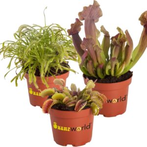 Set 3 Plantas Carnívoras Swampworld – Control natural de insectos