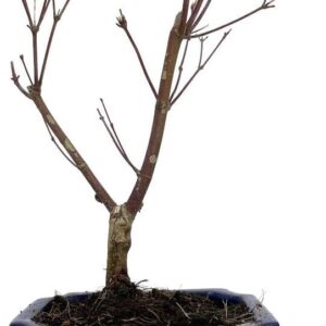 Bonsái natural exterior Acer Palmatum Atropurpureum 7 años