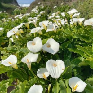 Bulbos de Cala (Zantedeschia aethiopica) - 4 unidades resistentes