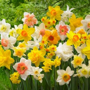 50 bulbos narcisos mezcla colorida para jardín y macetas