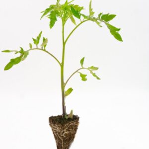 Pack 15 tomates: Cherokee, Valenciano y Rosa para huerto