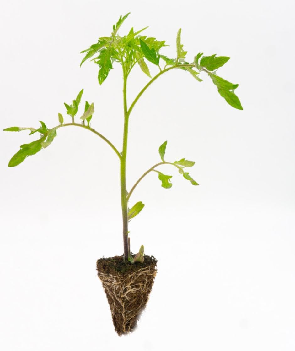 Pack 15 tomates: Cherokee, Valenciano y Rosa para huerto