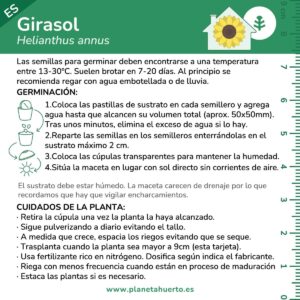 Kit Autocultivo Girasol Planeta Huerto | Cultiva en Casa