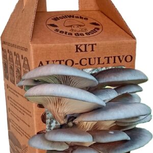 Kit autocultivo setas ostra en casa - 10 días y 2 cosechas