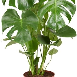 Planta Costilla de Adán Monstera Deliciosa Natural