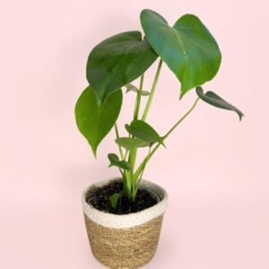 PUR PLANT Monstera Deliciosa + Cubremaceta Yute | Costilla de Adán