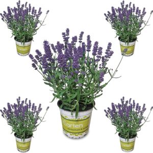 Pack 5 lavandas naturales | DECOALIVE | Flores temporada