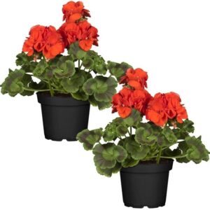 Geranios Rojos Pack 2 - DECOALIVE - Plantas Vistosas