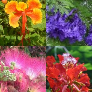 Lote 4 árboles floridos: Jacarandá, Flamboyán, Ponciana y Acacia