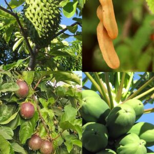 Lote 4 árboles tropicales: semillas papaya, maracuyá, guanábana y tamarindo