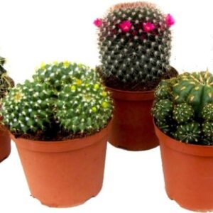 5 Cactus naturales en maceta 5 cm - DECOALIVE