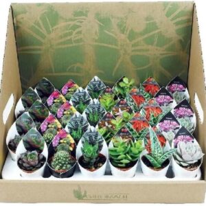Lote 20 cactus y crasas Ø5 cm | Verdecora