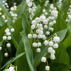 Convallaria majalis blancas (10 bulbos) - Flores resistentes al invierno