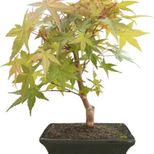 Bonsái Arce Japonés Palmatum Deshojo 7 años, maceta azul