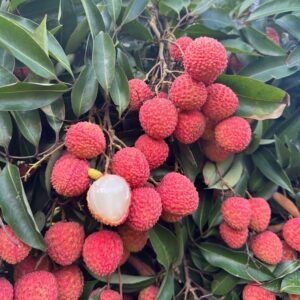 Semillas de lichi Litchi chinensis resistentes (20 uds)