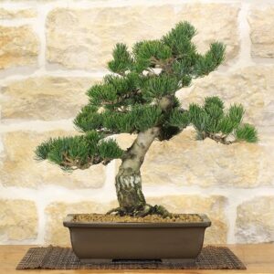 Bonsái de arce japonés, diámetro 27 cm