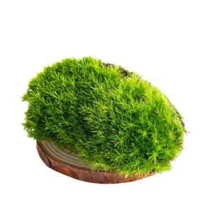 Musgo natural vivo premium para terrarios y ecosistemas
