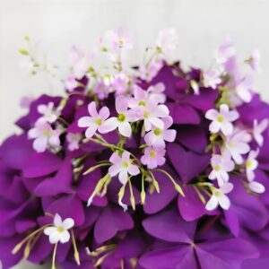Bulbos Oxalis Púrpura (20 uds) - Trébol de la Suerte