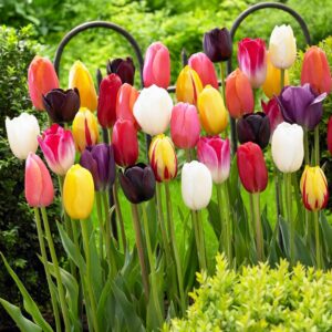 Bulbos de tulipanes mezcla primavera - 25 unidades - Flores exterior Holanda