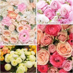Más de 5 bulbos Ranúnculos arcoíris - Flores dobles coloridas