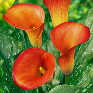 Bulbos de Lirio Cáliz naranja, 5 unidades premium Holanda
