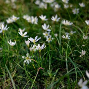 Bulbos Zephyranthes resistentes - 6 unidades para jardín
