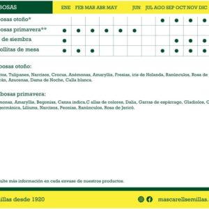 Mascarell Rosa de Jericó: Bulbos de otoño fáciles de cultivar