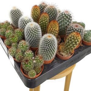 Pack 24 cactus variados en maceta 5 cm