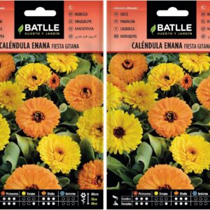 Caléndula Enana Fiesta Gitana - Ideal para jardines y macetas