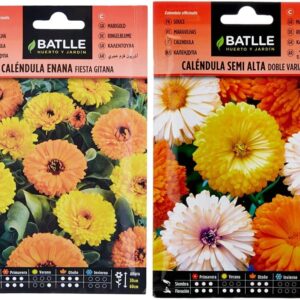 Caléndula Enana Fiesta Gitana – Flores Vibrantes y Resistentes