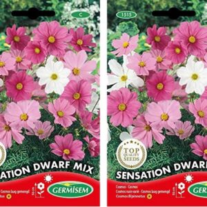 Germisem Sensation Dwarf Mix - Semillas Cosmos (1 g, 2 uds.)