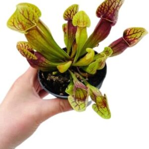Sarracenia Leucophylla: Planta Carnívora Viva - DECOALIVE