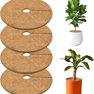 Discos de coco para plantas (4 uds.) 20 cm - Protección natural