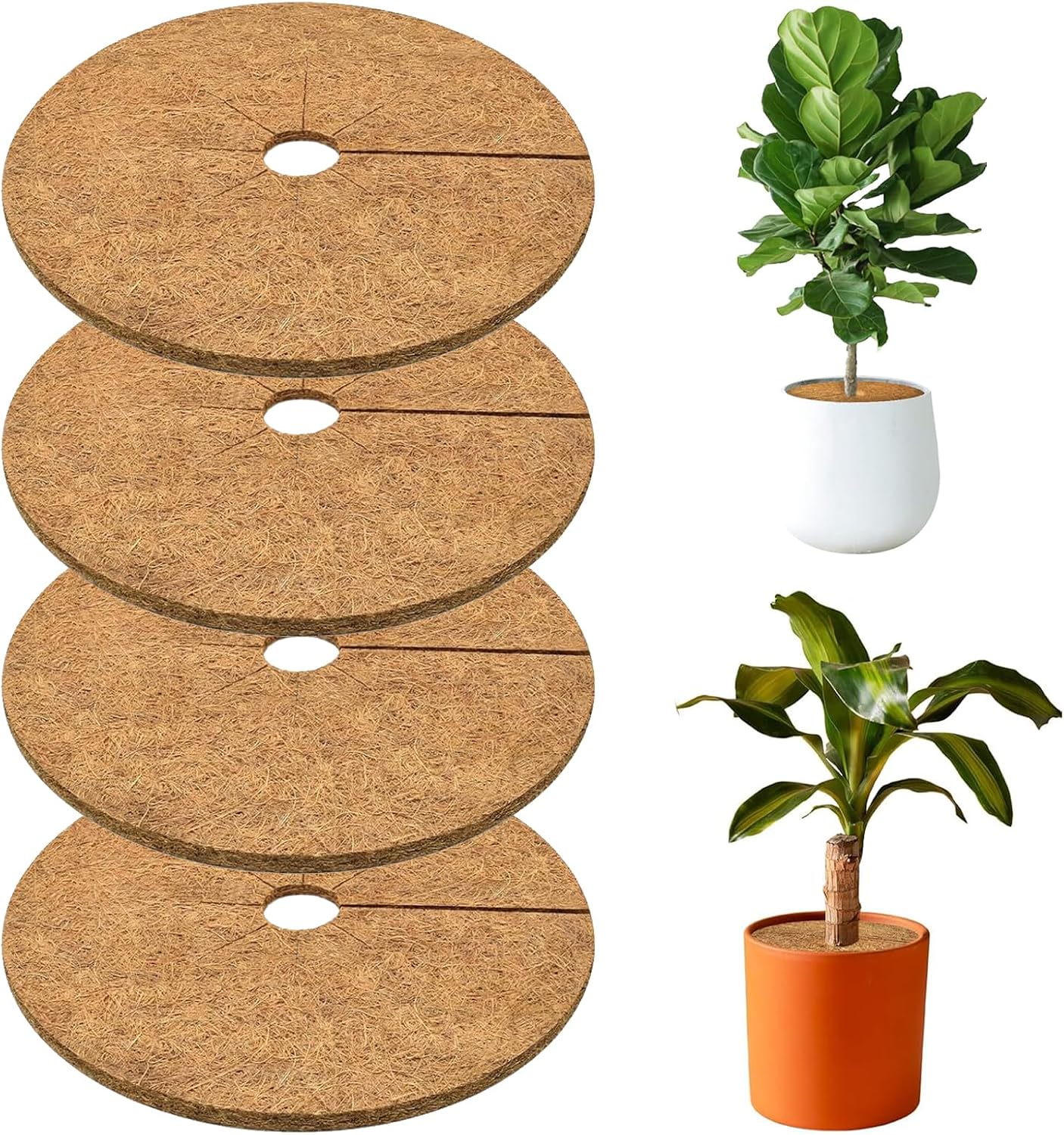 Discos de coco para plantas (4 uds.) 20 cm - Protección natural