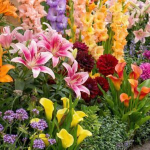 Bulbos flores verano mix 50 uds. - Plantas naturales Holanda