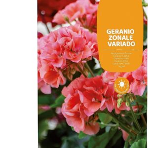 Semillas de geranio mix color para balcón y jardín