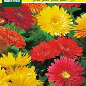 Gerbera híbrida Mascarell: semillas de flor vibrante para jardín