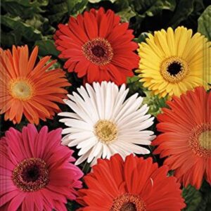 Semillas Batlle Gerbera Híbrida Mix - Flores para Cortar